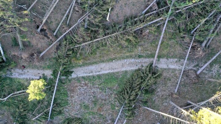 WOOD&PASTE: gli alberi caduti al Campo dei Fiori e il cambiamento climatico